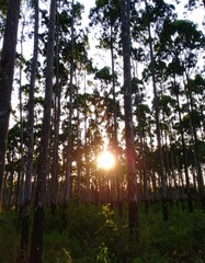 Sunlight filtering through a dense forest