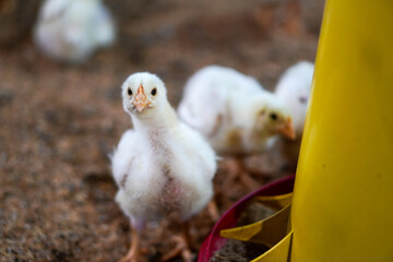 Funny moment of a chick focusing on looking at the camera