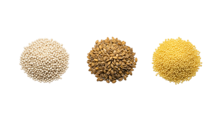 Grains pearl barley, wheat, and millet isolated on transparent background