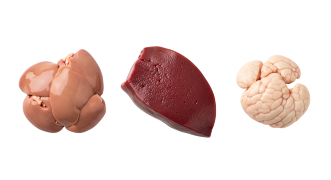Raw animal organs including kidney, liver, and brain isolated on transparent background