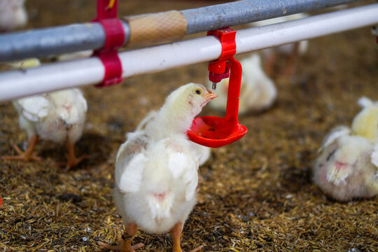 Chicken farm atmosphere, the moment when the chicks drink from the drinking water pipe - Powered by Adobe