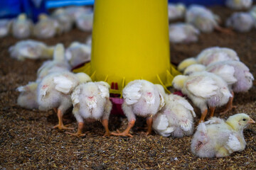 Chicken farm atmosphere, when the chicks are eating