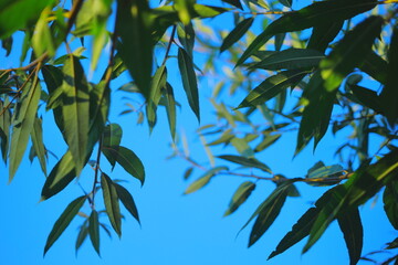 Green leaves against bright blue sky.Close-up of green leaves on branches with a clear blue summer sky in the background. Natural scene with fresh foliage and vibrant colors.