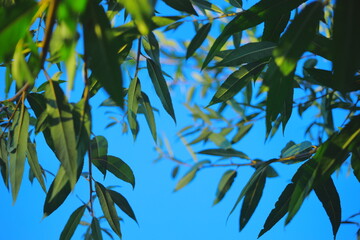 Green leaves against bright blue sky.Close-up of green leaves on branches with a clear blue summer sky in the background. Natural scene with fresh foliage and vibrant colors.