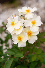 イングリッシュローズ　キューガーデン