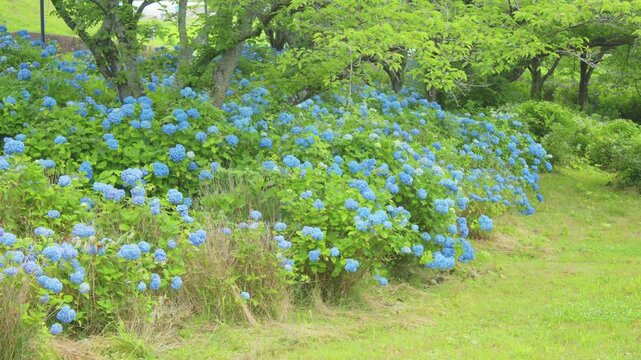 愛宕山公園の紫陽花 Hydrangeas at Atagoyama Park