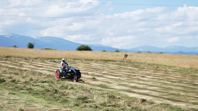 Agricultural tractor cuts and turns a field of alfalfa for drying with swather mower