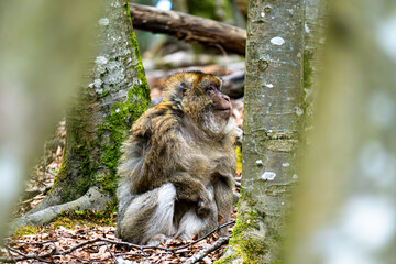 Barbary macaque sitting among trees at Affenberg Salem