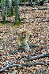 Barbary macaque sitting on fallen branch in forest at Affenberg Salem