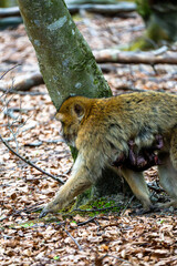 Barbary macaque carrying baby under belly walking past tree on forest floor at Affenberg Salem