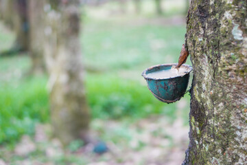 Rubber plantations for the extraction of latex, the raw material for rubber production, in the...