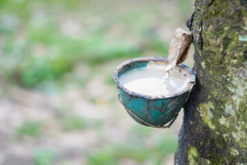 Rubber plantations for the extraction of latex, the raw material for rubber production, in the Indonesian state