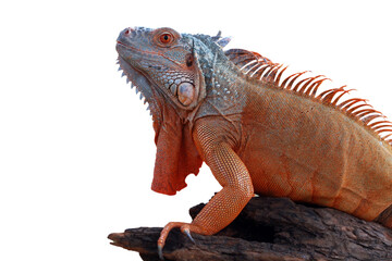 Red iguana sunbathing on wood, Red iguana closeup on isolated background	