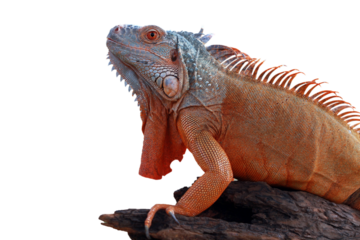 Red iguana sunbathing on wood, Red iguana closeup on isolated background	