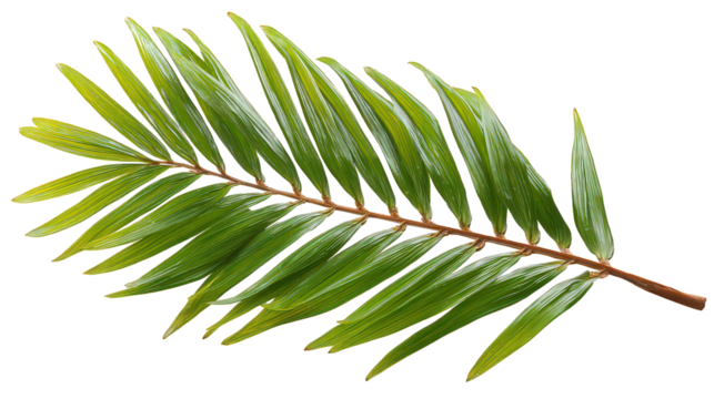 Vibrant Green Leaf with Dew Drops on Transparent Background