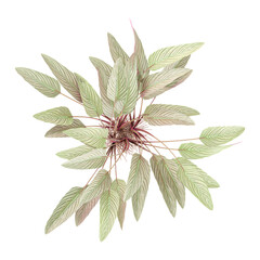3d Rendering Of Ctenanthe setosa garden plants on Transparent Canvas from the top view