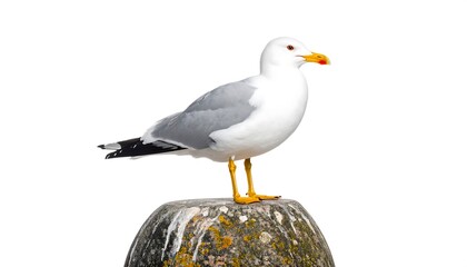 Obraz premium A seagull perched on a rock against a white background