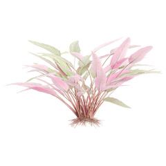 collection of Ctenanthe setosa garden plants isolated on transparent Canvas