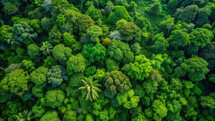 Naklejka premium Aerial View of Lush Greenery A Verdant Canopy of Trees from Above