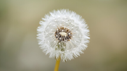 White dandelion seed head softly blurred background for natural minimalist botanical decorative delicate elegant design
