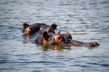 Fototapeta premium Hippos on the surface