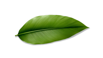 Fototapeta premium green leaf on white background