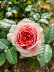 pink rose in garden