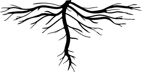 Black silhouette of root isolated on white background	