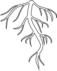 Coloring page with root isolated on white background	