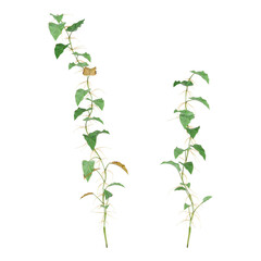 Collection of hanging plants isolated on transparent background