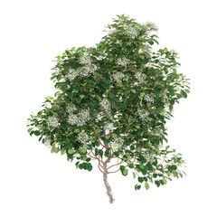 Collection of Hydrangea Anomala creeper plants isolated on transparent canvas © Fouzia