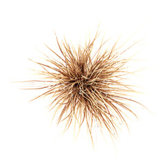 Top view of Buchanas's sedge isolated on transparent background