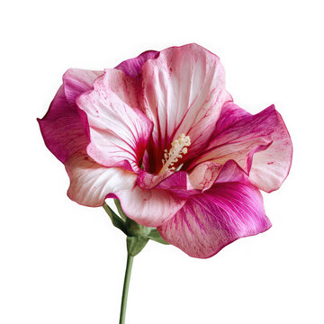  Beautiful flower with large pink petals on aon white background