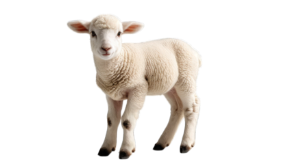 Young white lamb standing on a black background sheep isolated on a transparent background