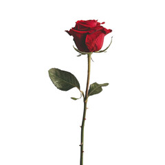 Naklejka premium Single red rose on white background showcasing vibrant color and delicate petals in a minimalist arrangement