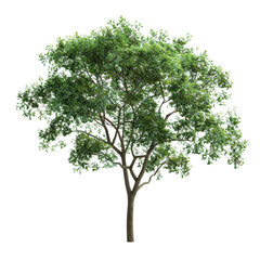 Obraz premium Tall green tree with lush foliage in a bright natural environment during the day