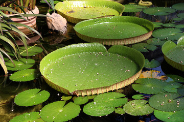 Giant lotus Victoria amazonica leaves