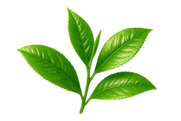 Fresh, vibrant green tea leaves on a transparent background, perfect for beverage or health-related designs