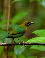 Fototapeta premium Vibrant bird in lush forest
