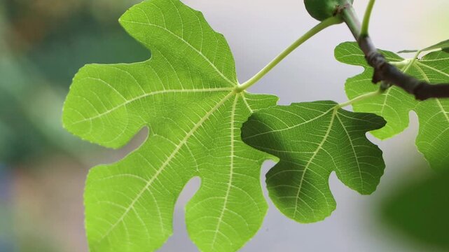 Green leaf of a fig tree blowing gently in the wind, leaf veins of a fig tree, unripe fig, branch with fresh fig leaves, Ficus carica