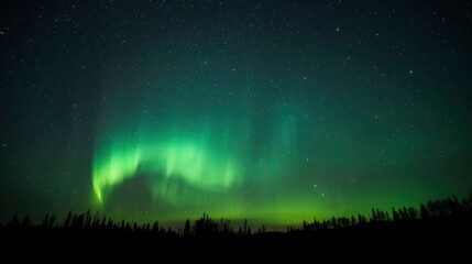 Majestic Aurora Borealis Display Over Silhouetted Trees
