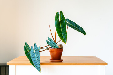 Philodendron billietiae auf einem Holztisch