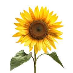 Obraz premium Sunflower blooms brightly under natural light in a simple setting showcasing vibrant colors and intricate details