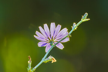 wild chicory close-up in the morning light