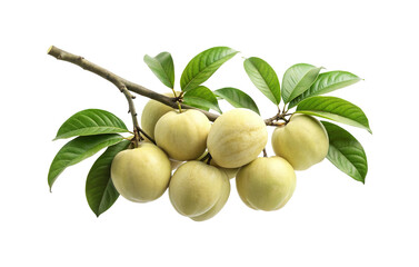 Ripe Peach Fruits Hanging From a Branch with Green Leaves on White