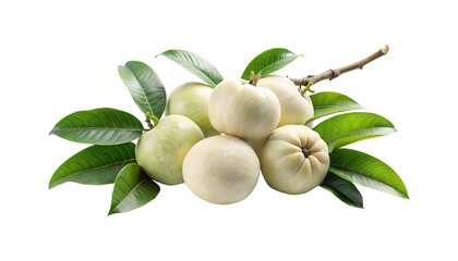Close up of white and green guava fruits with green leaves