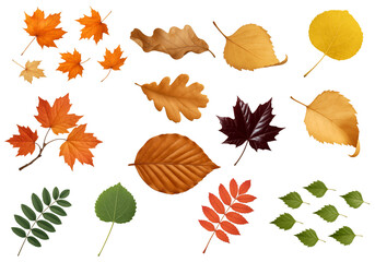 Autumn leaf set in rows, leaf varieties in maple oak birch and rowan with orange yellow and green tones, details show crisp veins for craft and branding use, isolated transparent background for design