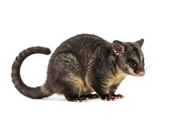 Obraz premium A small, furry marsupial posing against a bright, clean white backdrop, showcasing its unique coloration and distinctive curved tail, captured in a studio shot.