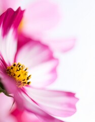 Fototapeta premium Cosmos flower background