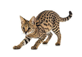 Striking studio shot of a spotted bengal-like cat, gracefully stretching on a pristine white backdrop, showcasing its distinctive markings and elegant posture.